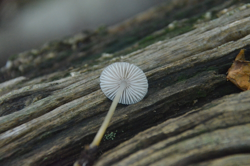 Mycena (Photo 3 of 5)