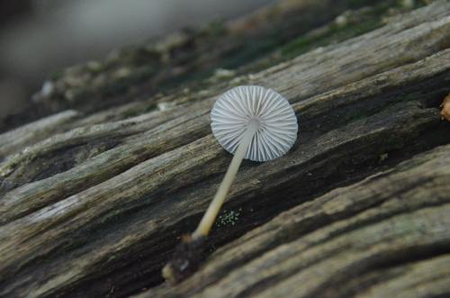 Mycena (Photo 4 of 5)
