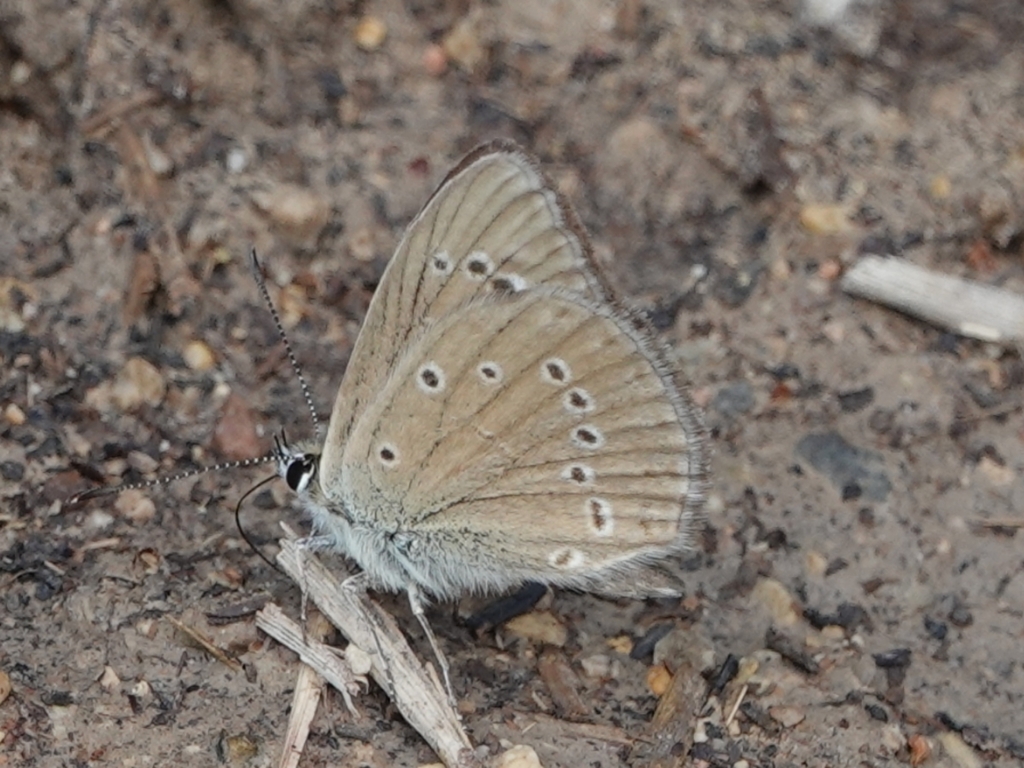 Oberthür´s Anomalous Blue