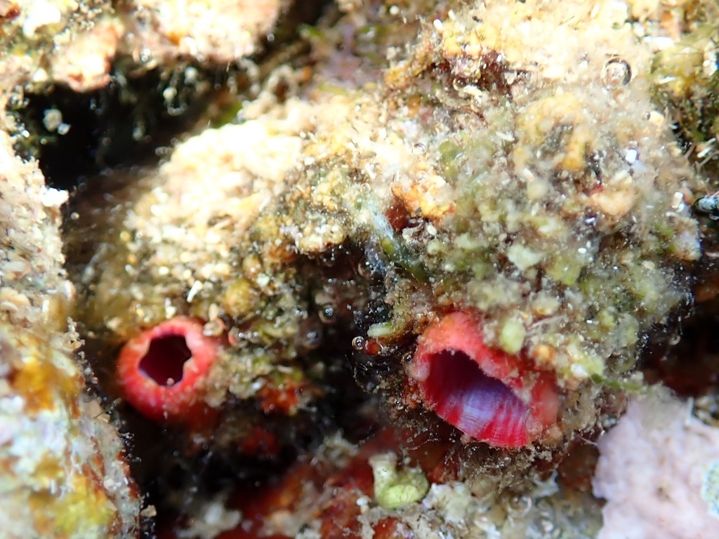 Pink-siphon sea squirt