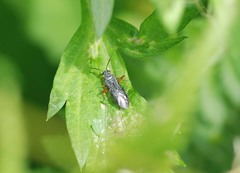 Orthocephalus funestus