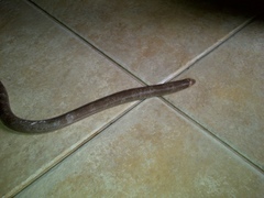 Amphisbaena camura