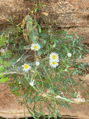 Image of Erigeron sionis by (c) Harrison Reber, some rights reserved (CC BY)