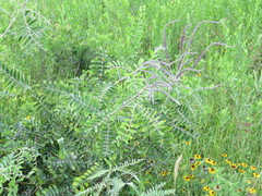 Amorpha paniculata