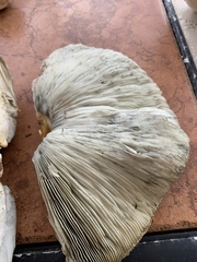 Chlorophyllum molybdites image