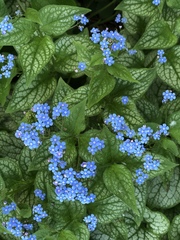 Brunnera macrophylla