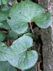 Petasites pyrenaicus
