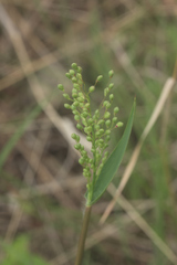 Dichanthelium scribnerianum