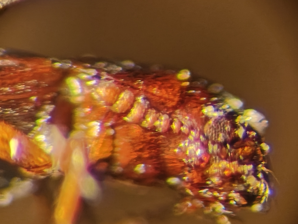 Holotrochus