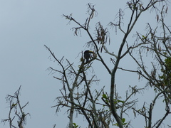 Pteroglossus inscriptus