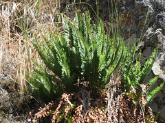 Polystichum imbricans
