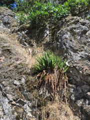 Polystichum imbricans