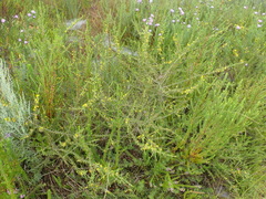 Aspalathus spinosa flavispina