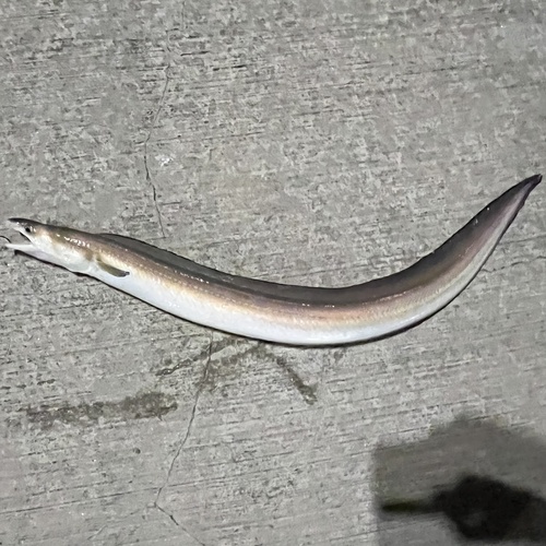 Conger eel (Conger triporiceps) — Congridae — 3