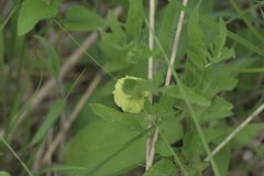 Physalis virginiana