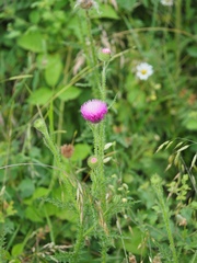 Carduus hamulosus