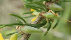 Aspalathus spinosa flavispina