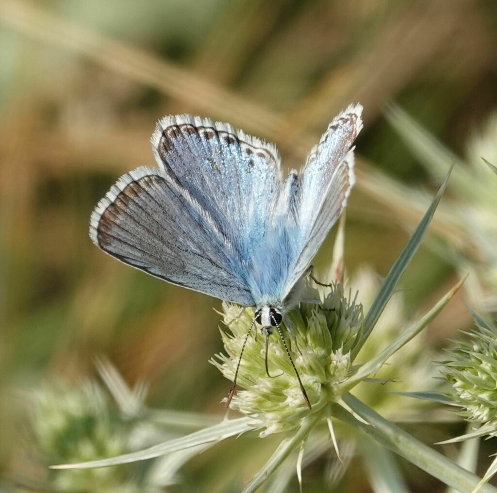 Azure Chalkhill Blue