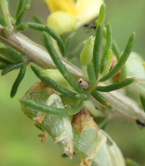 Aspalathus spinosa flavispina