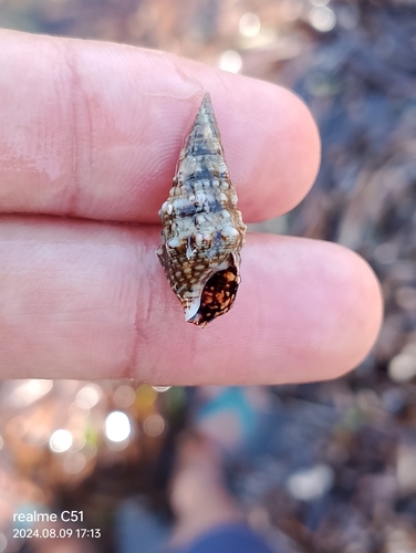 Cerithium renovatum observed 2024-08-09