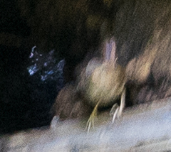 Troglodytes pacificus