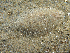 Grohmann's Scald-Fish photo 4
