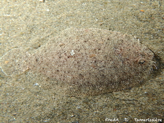 Scaldfish photo 2