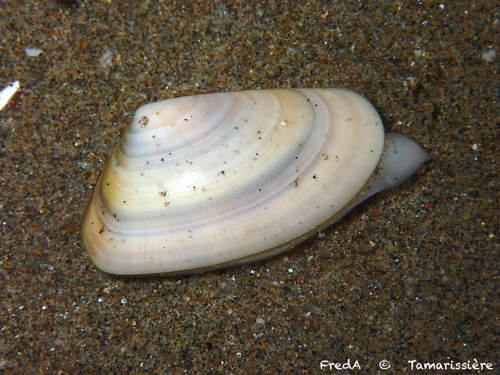 Donax trunculus Linnaeus, 1758