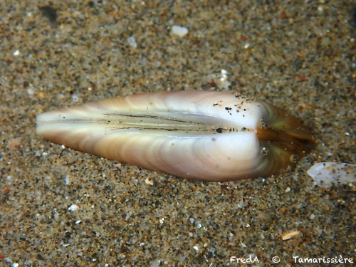 Wedge Clam