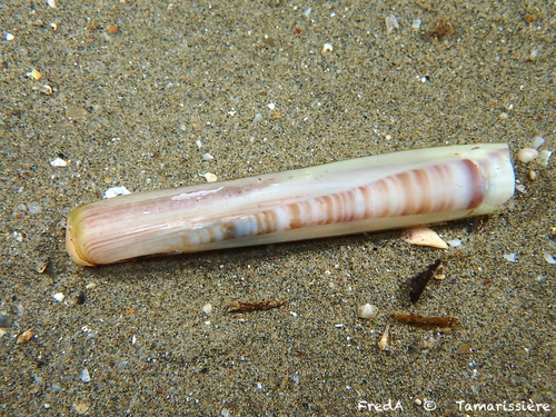 Ensis minor (Chenu, 1843)