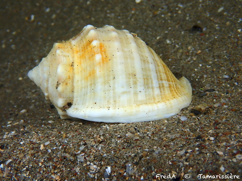 Spiny bonnet snail