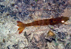 Metapenaeopsis goodei