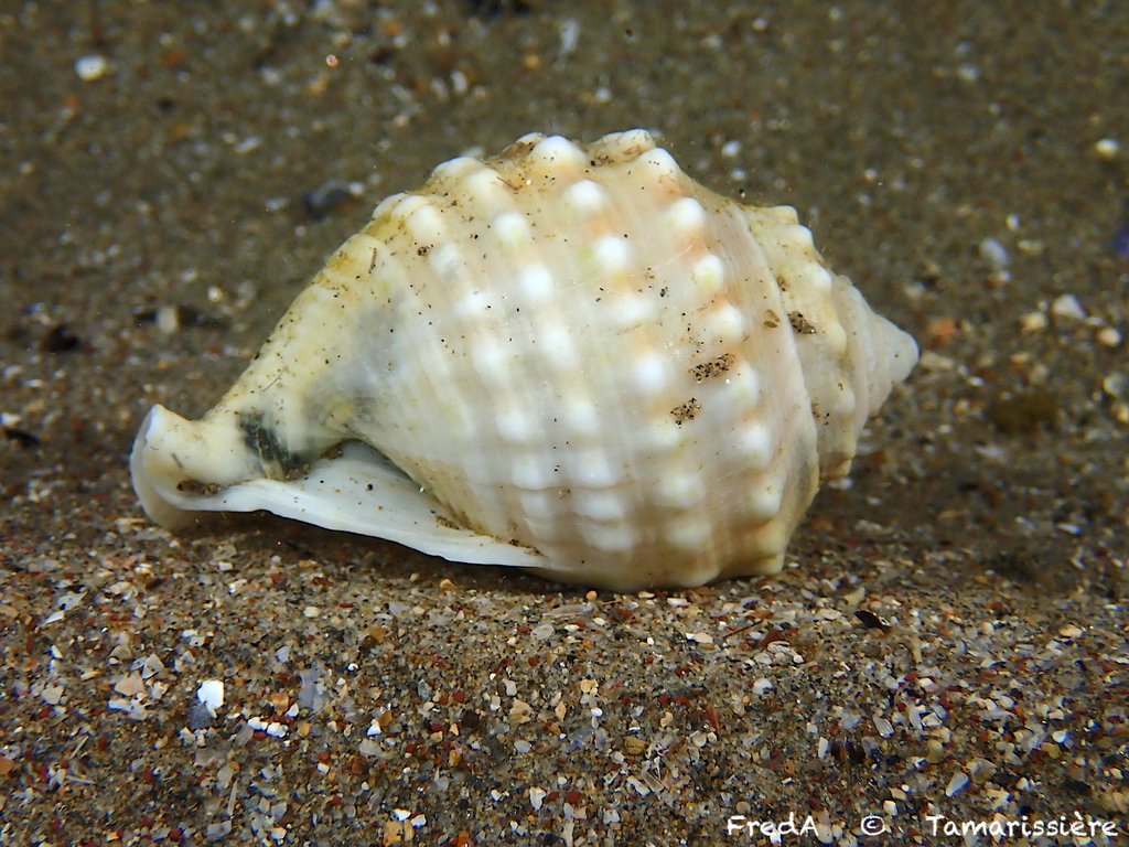 Spiny bonnet snail