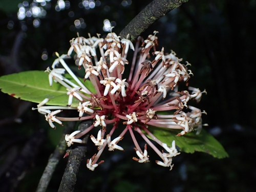 Ixora comptonii