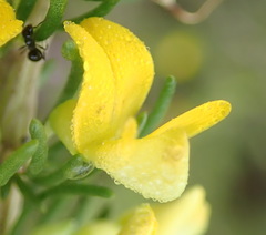 Aspalathus spinosa flavispina