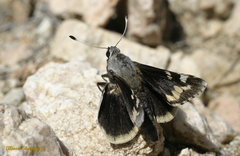 Megathymus yuccae