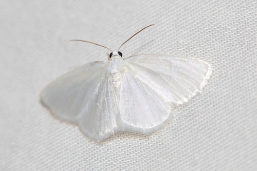 White Spring Moth