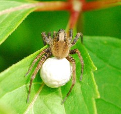 Alopecosa pulverulenta