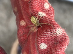 Philodromus albidus
