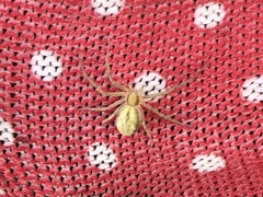 Philodromus albidus
