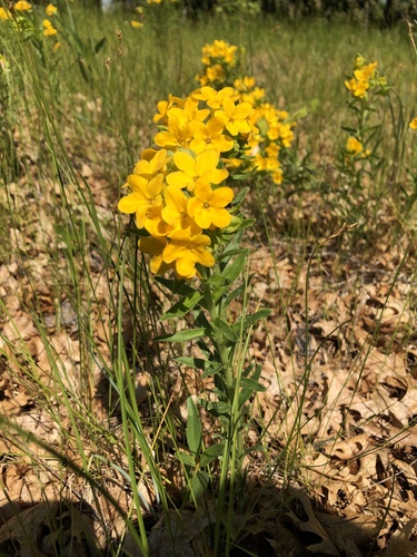 photo of Hoary Puccoon (Lithospermum canescens)