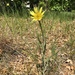 photo of Yellow Salsify (Tragopogon dubius)