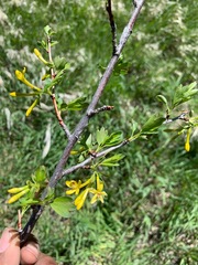 Ribes aureum aureum