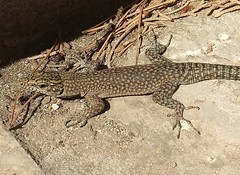 Dalmatolacerta oxycephala