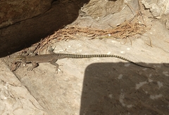 Dalmatolacerta oxycephala