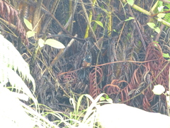 Sporophila angolensis