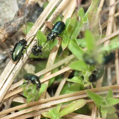 Scelolyperus varipes