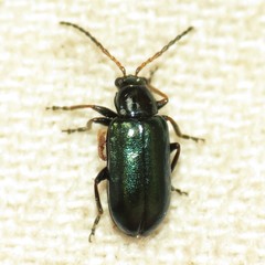 Scelolyperus varipes