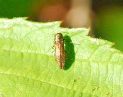 Agrilus cuprescens