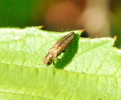 Agrilus cuprescens